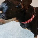 tutorial collar para perro