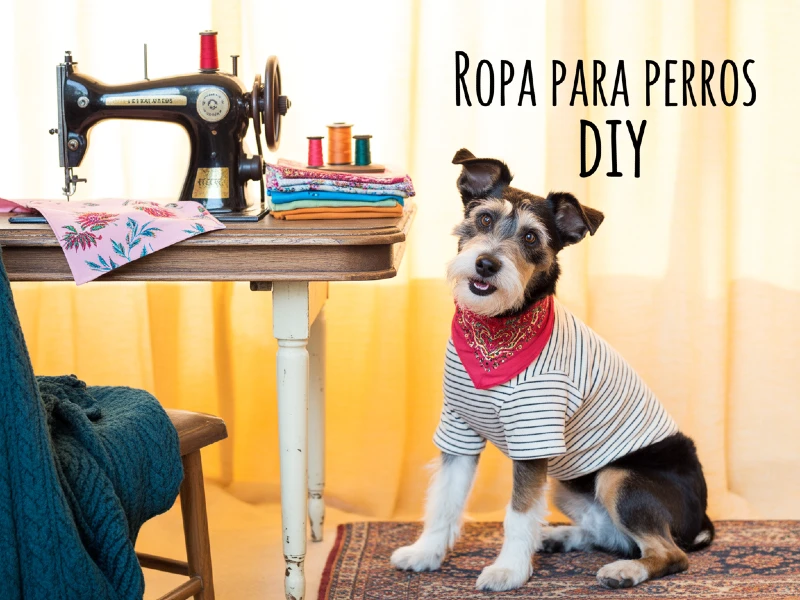 ropa para perros diy